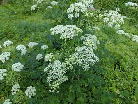 Queen Annes Lace Or Poison Hemlock Whatsthisplant