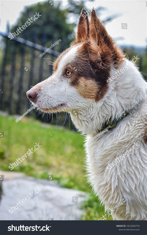 436 Side Profile Of Fox Images Stock Photos And Vectors Shutterstock