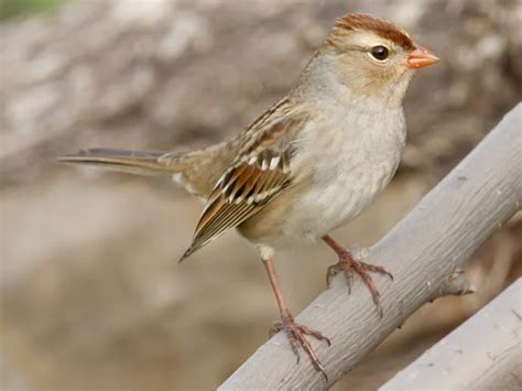 Ecobirder: Field Sparrow Identification