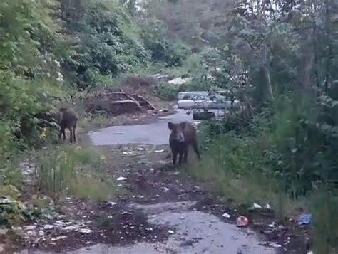 Video Ja Se Ne Usudim Vi E Etati Divlje Svinje Sve Su Hrabrije