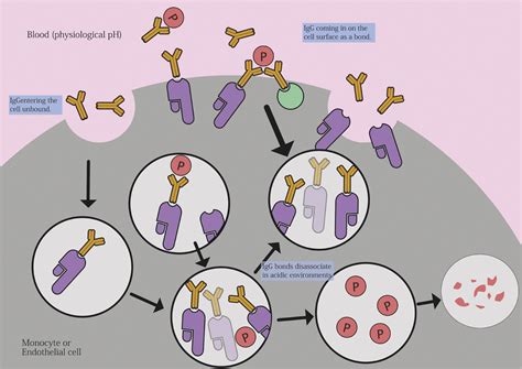 New Developments In Fetal And Neonatal Alloimmune Thrombocytopenia