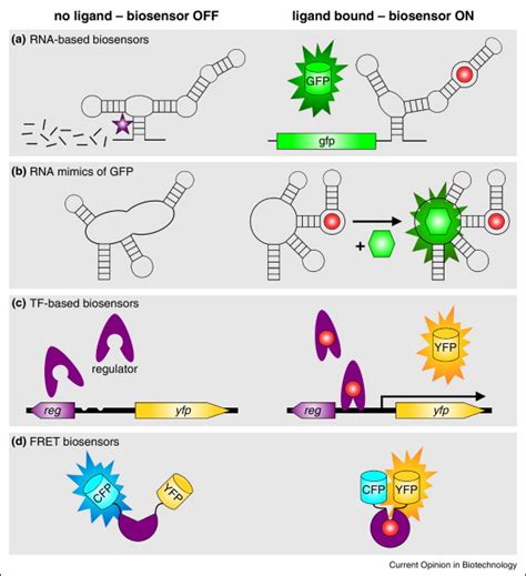 Schematic Representation Of Different Biosensors And Their Respective