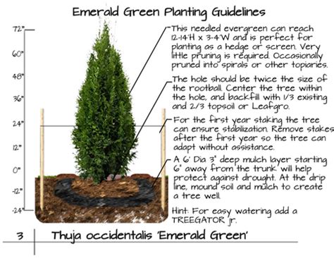 Emerald Green Arborvitae Spacing Planning Your Hedge For Off