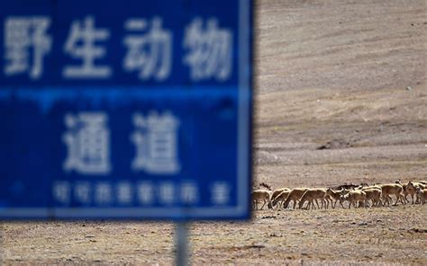 可可西里藏羚羊进入迁徙产仔高峰期【3】 图片频道 人民网