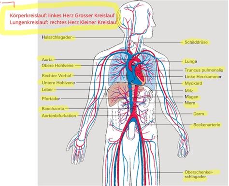 Ap Herz Kreislaufsystem Flashcards Quizlet
