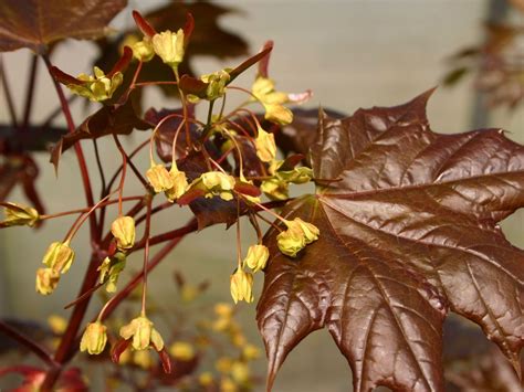 Blutahorn Faassen S Black Acer Platanoides Faassen S Black Baumschule Horstmann