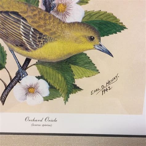 Vintage Earl O Henry Bird Prints - 4 Framed Prints | Chairish