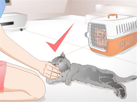 What Gets Rid Of Cat Spray Smell