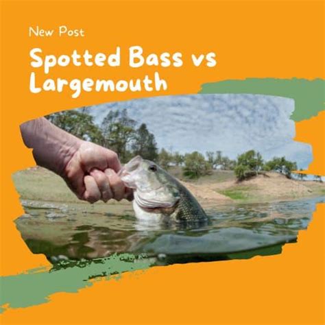 Spotted Bass Vs Largemouth How To Tell The Difference