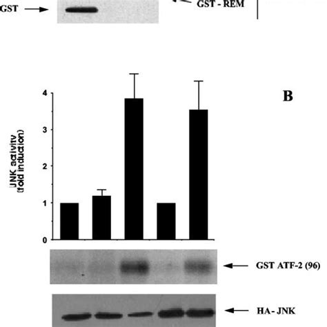 An Isolated Epac Rem Domain Is Able To Induce Jnk Activation Hek T