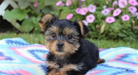 Yorkshire Terrier.Meet Charity a Puppy for Adoption.