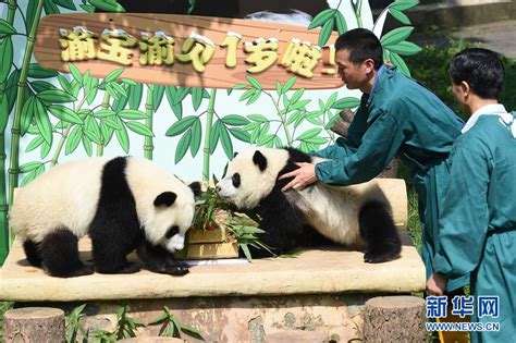 重庆动物园为双胞胎大熊猫举办1岁生日会 组图 图片中国中国网