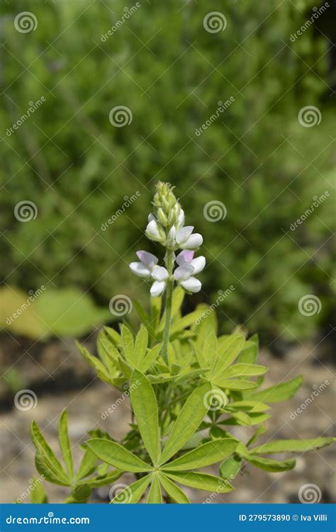 Dwarf Pixie Delight Lupine Stock Photo Image Of Flower