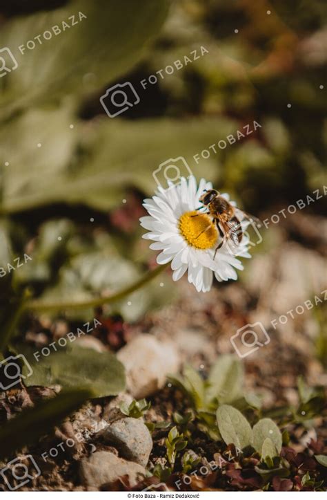 Pčela na kamilici preuzmite fotografiju Foto Baza