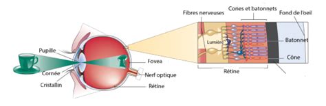 Role Des Cones Et Des Batonnets Dans L Oeil