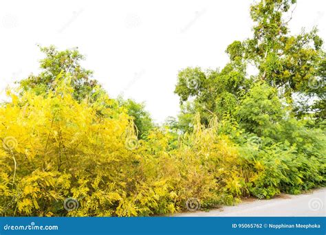 Yellow And Green Tree Stock Photo Image Of Growth Fall 95065762