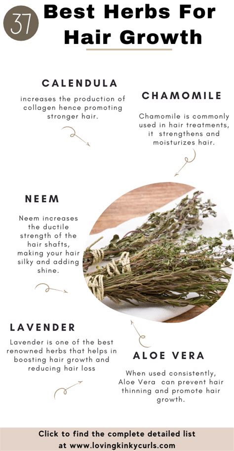 37 Best Herbs For Natural Hair Growth Artofit