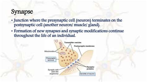 Physiology of Synapse II Synapse types II Functional Elements of Synapse II Nervous System ...