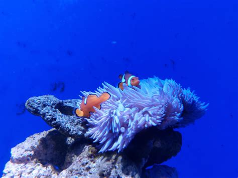 Kumpulan Gambar Ikan Nemo Paling Bagus Dan Terlengkap Blog Pengajar Tekno