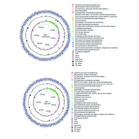 Circular Chromosome And Plasmid Map Of P Aeruginosa Dn1 Download