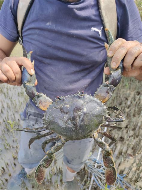 The Mangrove Crabs Species For Aquaculture Aquaculture 58 OFF