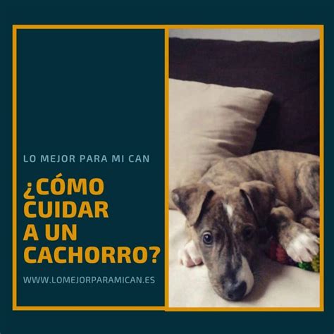 Cómo cuidar a un cachorro Lo mejor para mi can