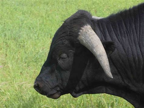 rocking  ranch unstoppabull