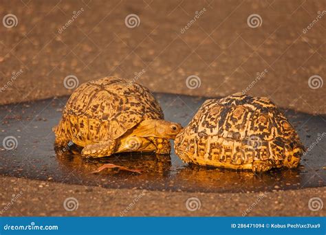 Leopard Tortoise Stigmochelys Pardalis Drinking After The Rain 15016