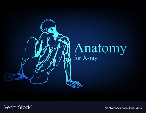 Human anatomy in front on x ray view Royalty Free Vector