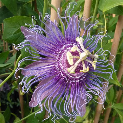 Passiflore Incense Fleur De La Passion à Grandes Fleurs Violet Foncé