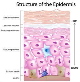 Skin Biology