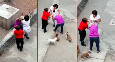 Video Adolescente Golpea A Abuelita Que Defendi A Su Perro Digitall