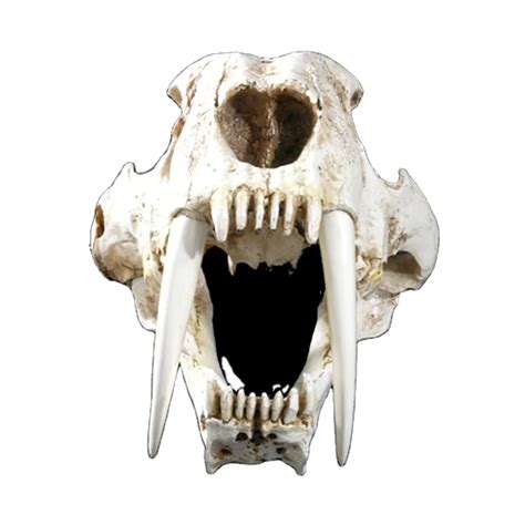 Saber Tooth Tiger Skull Front