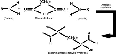 The reaction of gelatin with glutaraldehyde | Download Scientific Diagram