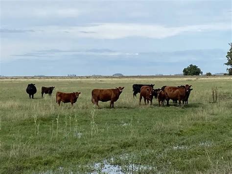 Campo Ganadero En Venta Has Ayacucho Oportunidad Agrofy