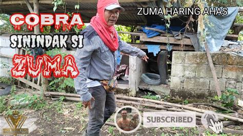 Cobra Sinindak Si Zuma Zuma Haring Ahas Youtube