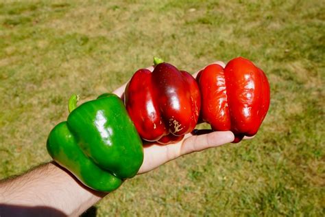 Easy Tips For Picking Red Bell Peppers 2023 Atonce