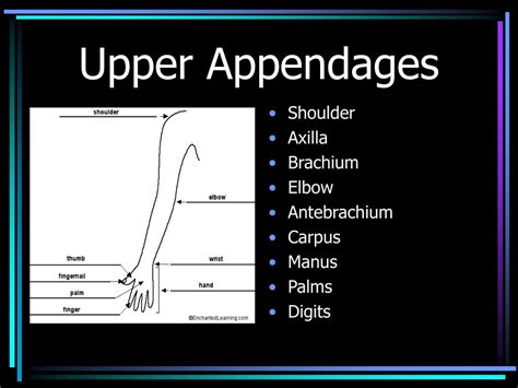 Ppt Body Regions Powerpoint Presentation Free Download Id5918064