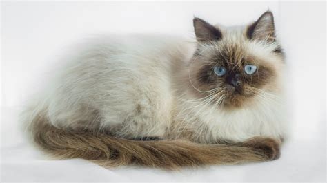 Les 12 Races De Chats Les Plus Populaires