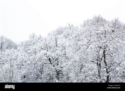 Trees covers with snow Stock Photo - Alamy