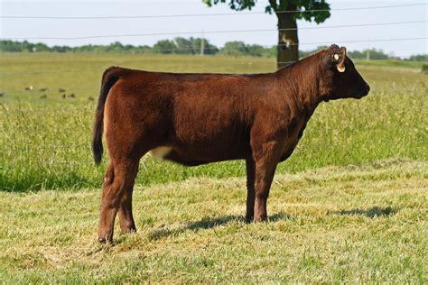 Holtkamp Cattle Co: Purebred Simmental heifer that will turn heads.