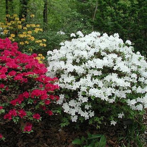 1 X White Azalea Japanese Evergreen Shrub Hardy Garden Plant In Pot