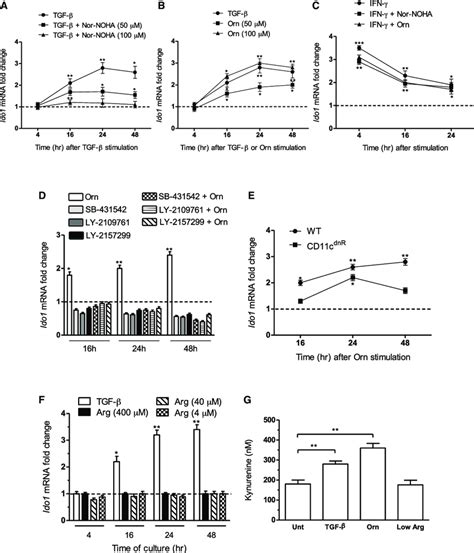 Orn Induces Ido1 Expression And Activity In Dcs Download Scientific