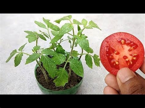 How To Grow Tomatoes Easy Ways Of Growing Tomatoes