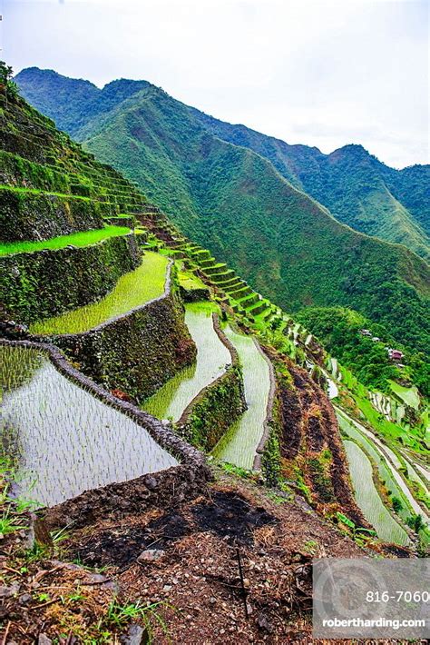 Batad rice terraces, part of | Stock Photo