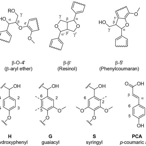 Structures Of The Lignin Interunit Linkages β O 4 β 5 And β β And Download Scientific