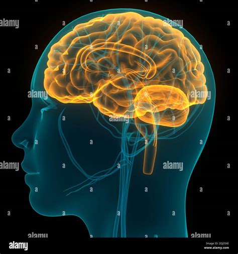 Anatomie du cerveau parietal Banque de photographies et dimages à