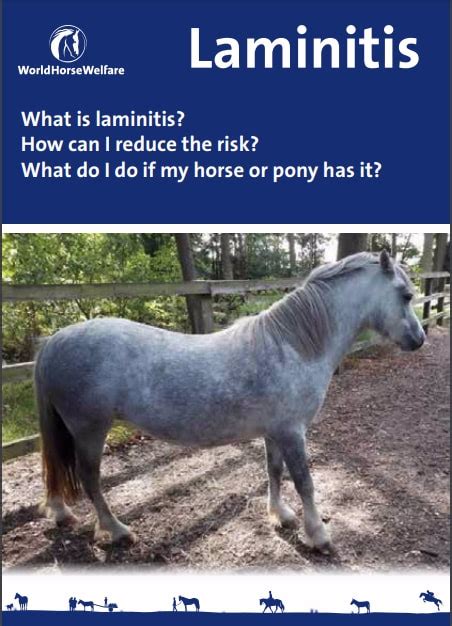 The Laminitis Site - News