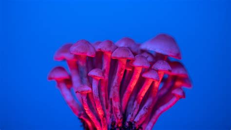 Natural Psilocybin Mushroom Extract Might Demonstrate Superior Efficacy