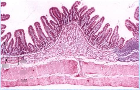 Histology Diagram Quizlet